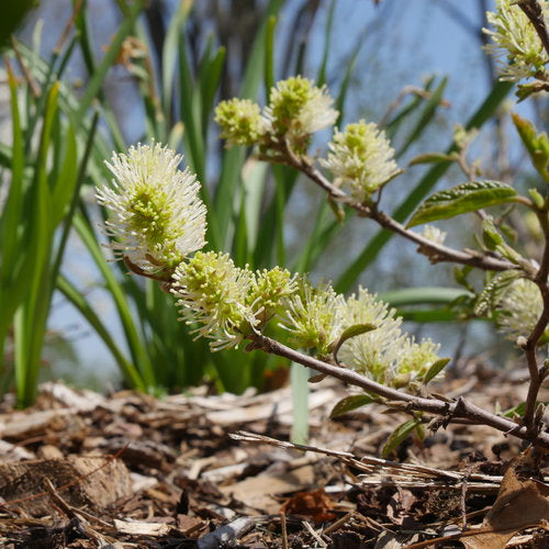 Fothergilla x intermedia 'Legend of Fall'