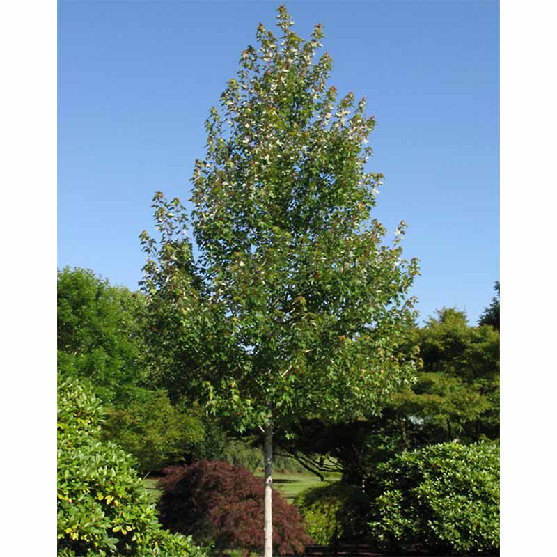Maple, Red 'Redpointe' (Acer)