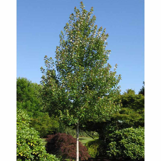 Maple, Red 'Redpointe' (Acer)
