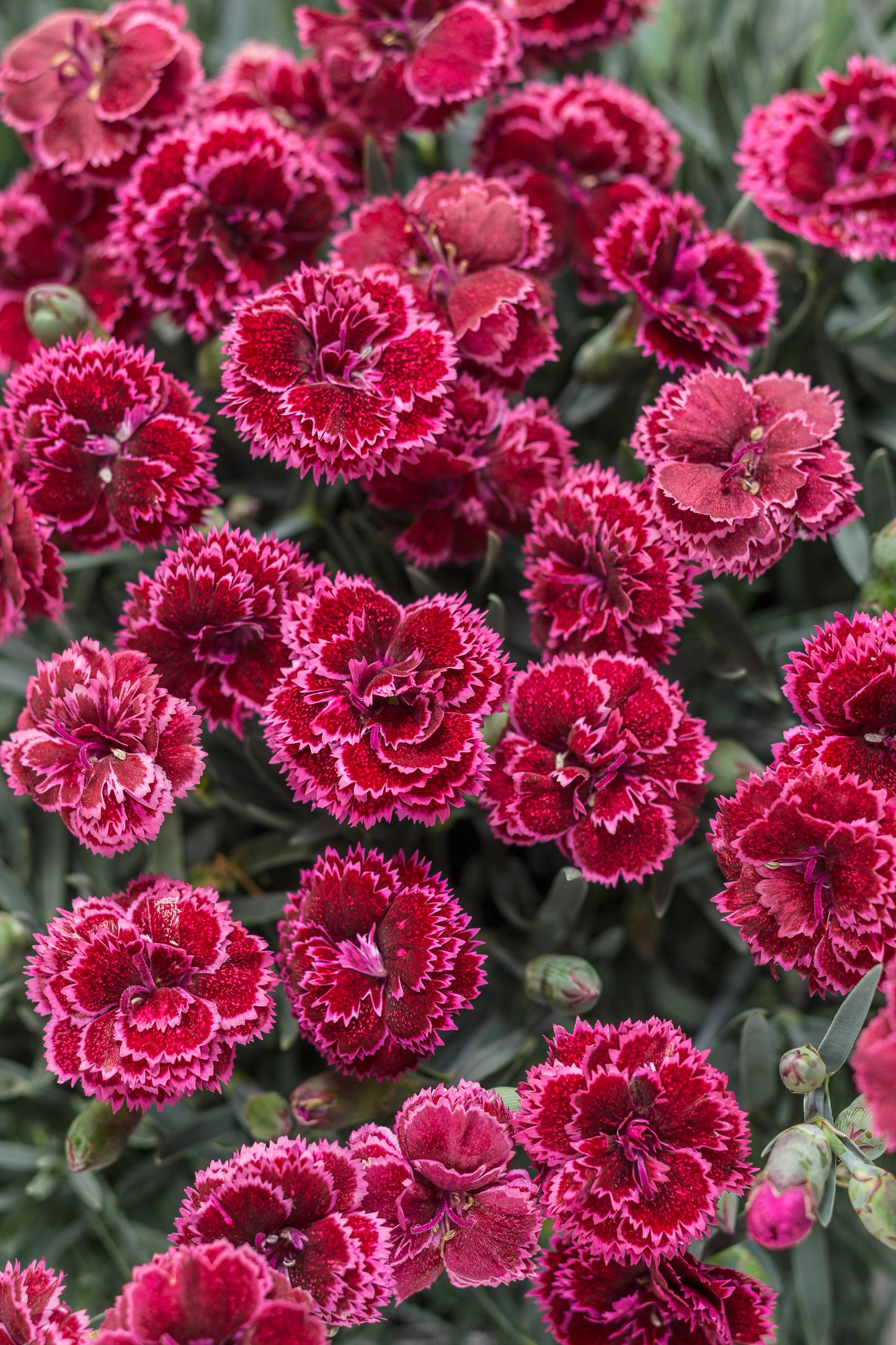 Pinks, Carnation Border 'Fruit Punch Black Cherry Frost' (Dianthus)'