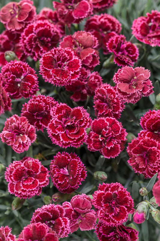 Pinks, Carnation Border 'Fruit Punch Black Cherry Frost' (Dianthus)'