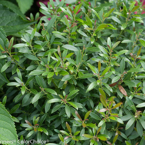 Ilex g. 'Gem Box'