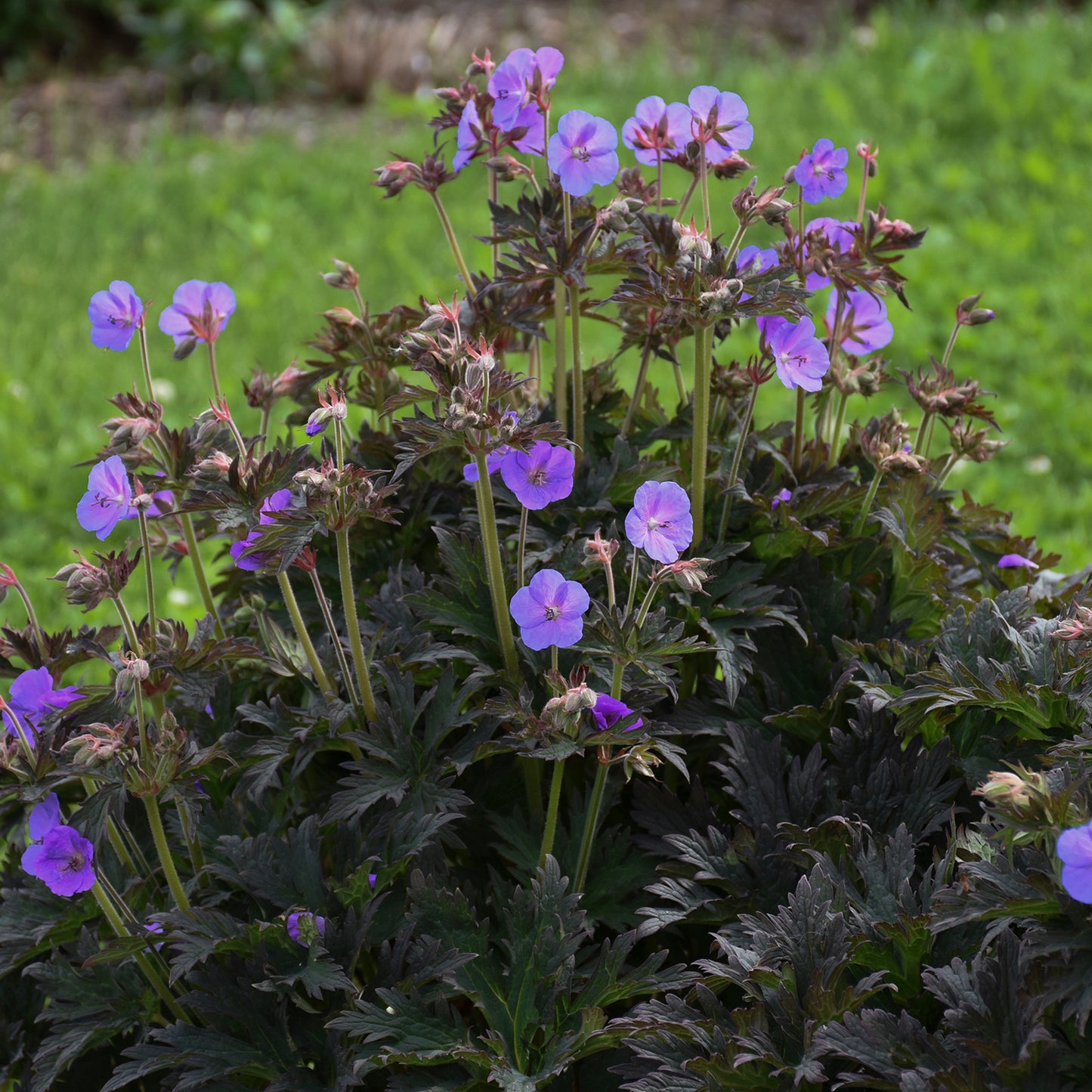 Geranium pratense 'Boom Chocolatta'