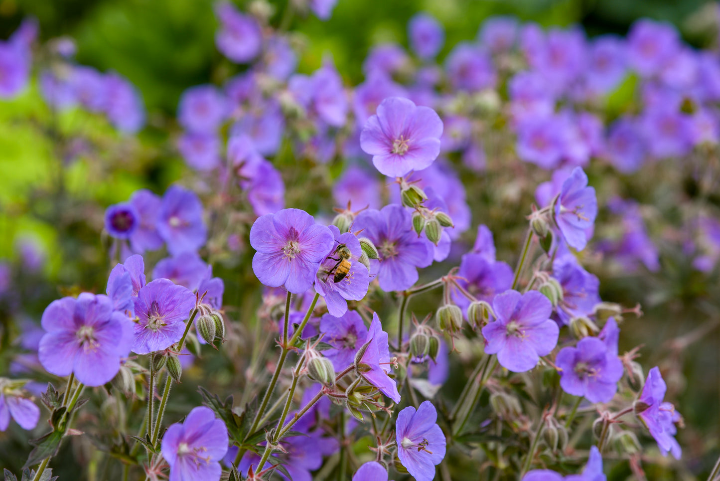 Geranium pratense 'Boom Chocolatta'