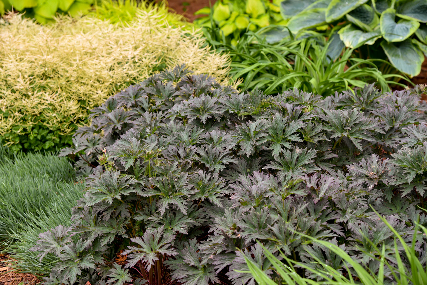 Geranium pratense 'Boom Chocolatta'