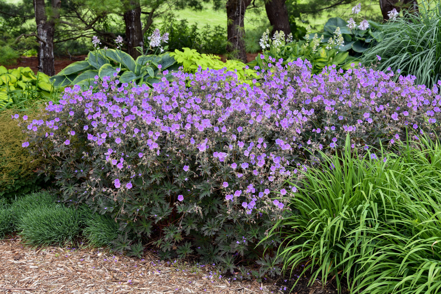 Geranium pratense 'Boom Chocolatta'