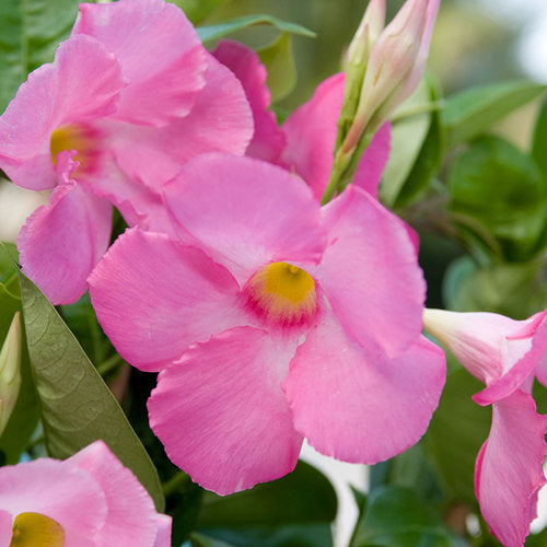 Vine, Mandevilla Hybrid Sun Parasol Series