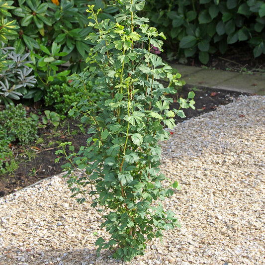 Maidenhair Tree, Columnar, Male 'Skinny Fit' (Ginkgo)