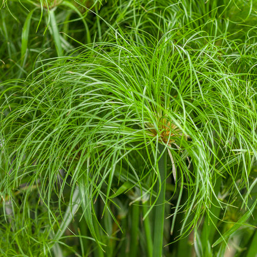 Cyperus papyrus 'Prince Tut'