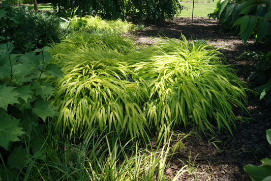 Grass, Japanese Forest 'Aureola' (Hakonechloa)
