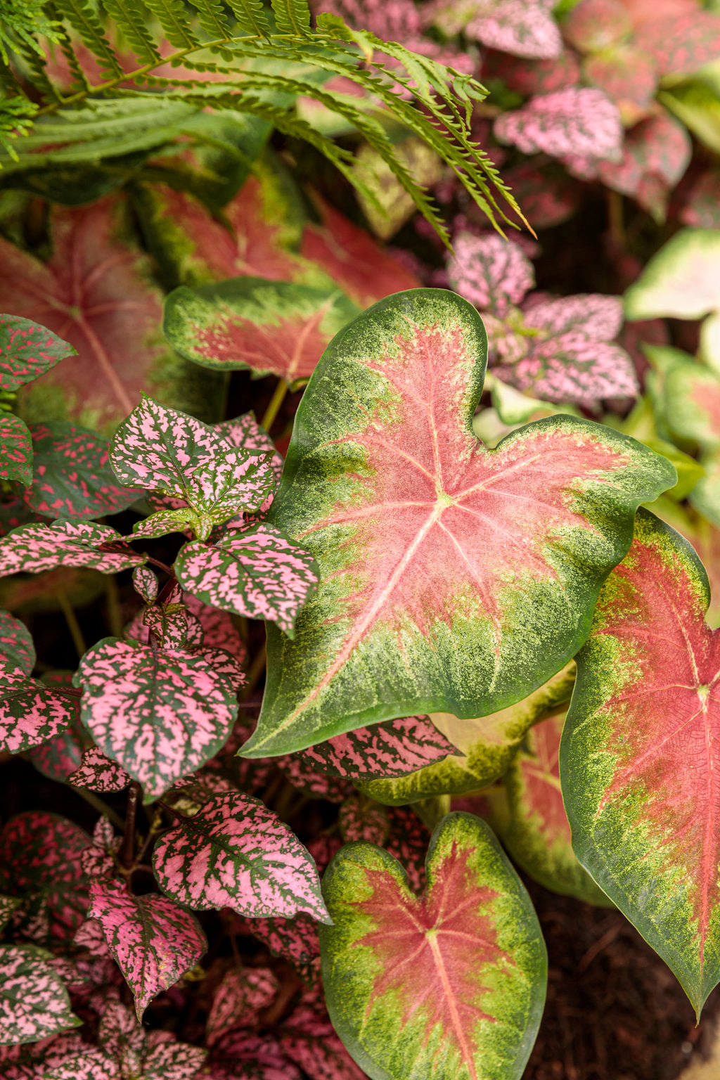 Angel Wings 'Rose Glow' (Caladium)