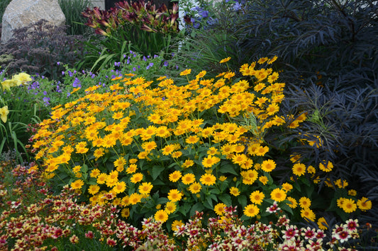 Heliopsis helianthoides 'Tuscan Sun'