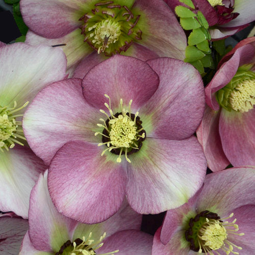 Lenten Rose 'Honeymoon Paris in Pink' (Helleborus)