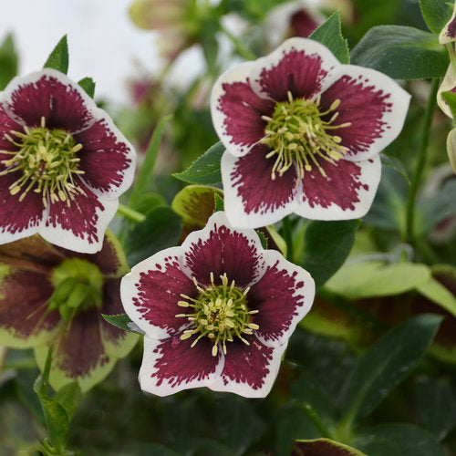 Lenten Rose 'Honeymoon Romatic Getaway (Helleborus)