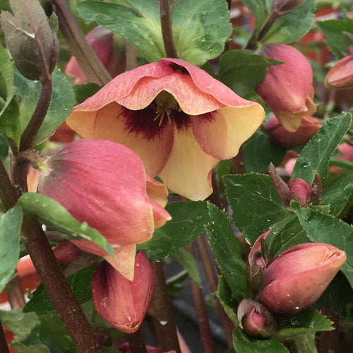 Lenten Rose 'Honeymoon Sandy Shores' (Helleborus)