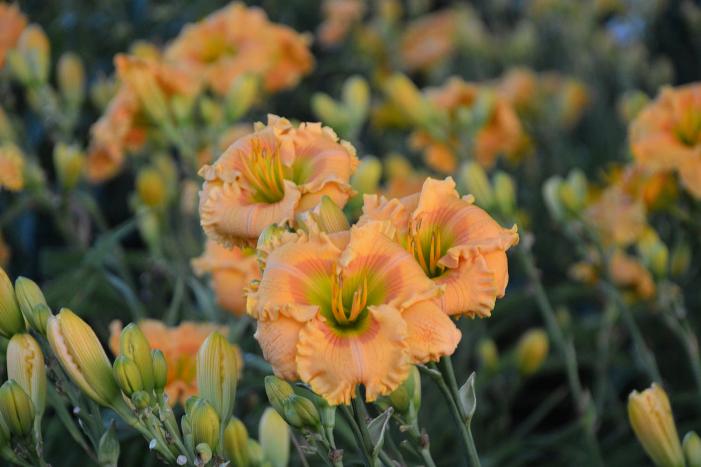Daylily 'Rainbow Rhythm' (Hemerocallis)