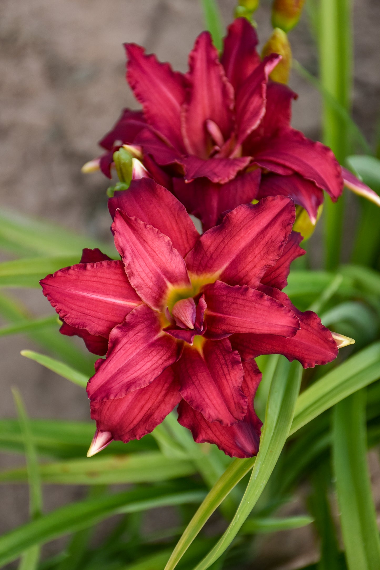 Daylily 'Double Pardon Me' (Hemerocallis)
