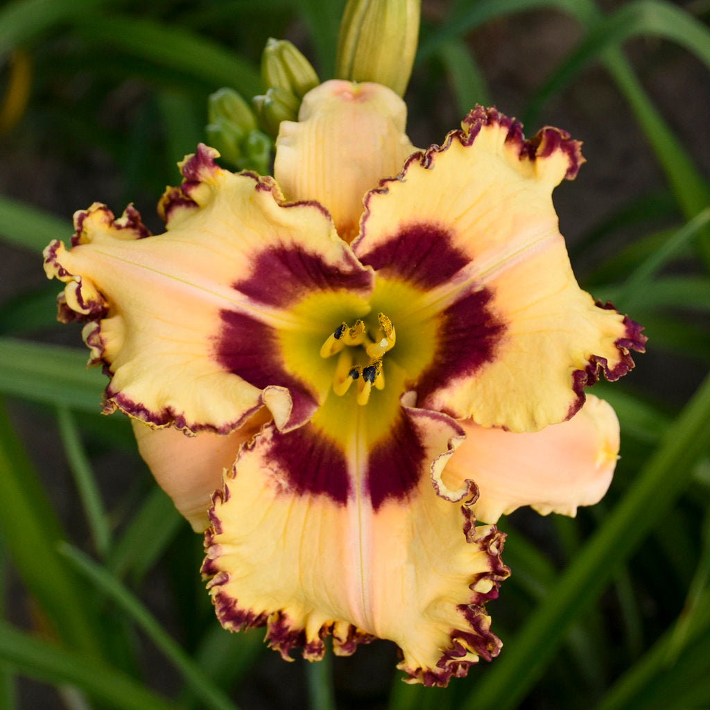 Daylily 'Rainbow Rhythm' (Hemerocallis)