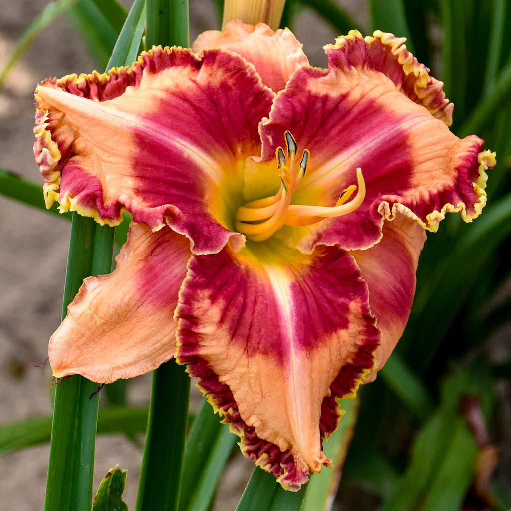 Daylily 'Rainbow Rhythm' (Hemerocallis)