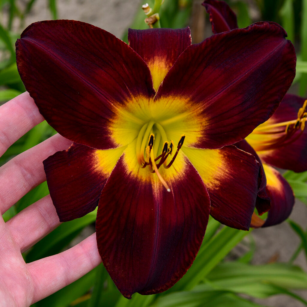 Daylily 'Rainbow Rhythm' (Hemerocallis)