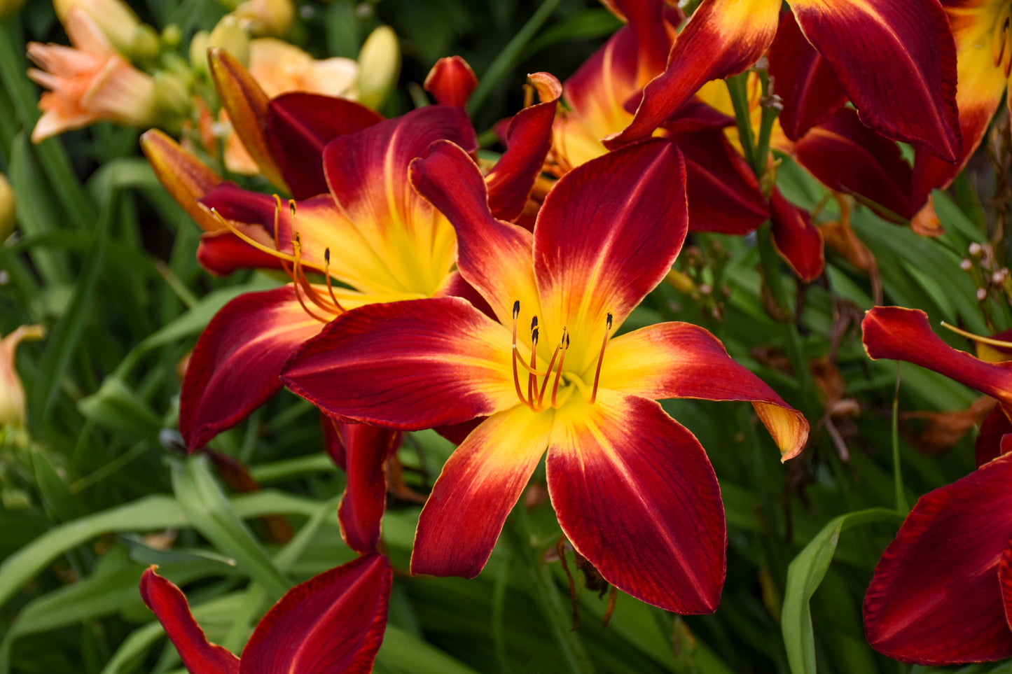 Hemerocallis 'Ruby Spider'