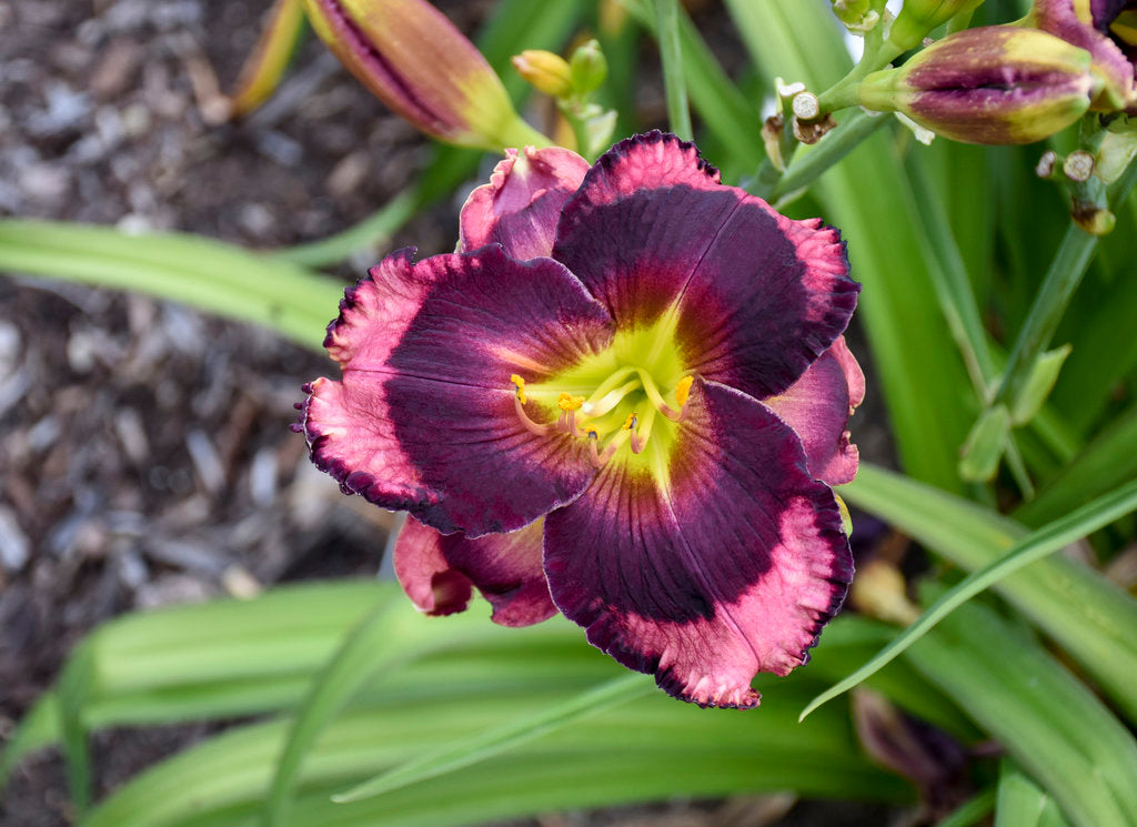 Daylily 'Rainbow Rhythm' (Hemerocallis)