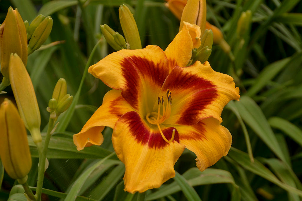 Daylily 'Rainbow Rhythm' (Hemerocallis)