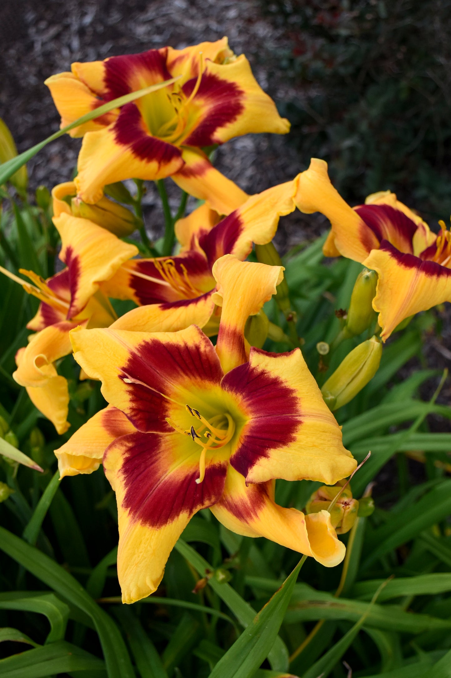 Hemerocallis 'Rainbow Rhythm Tiger Swirl'