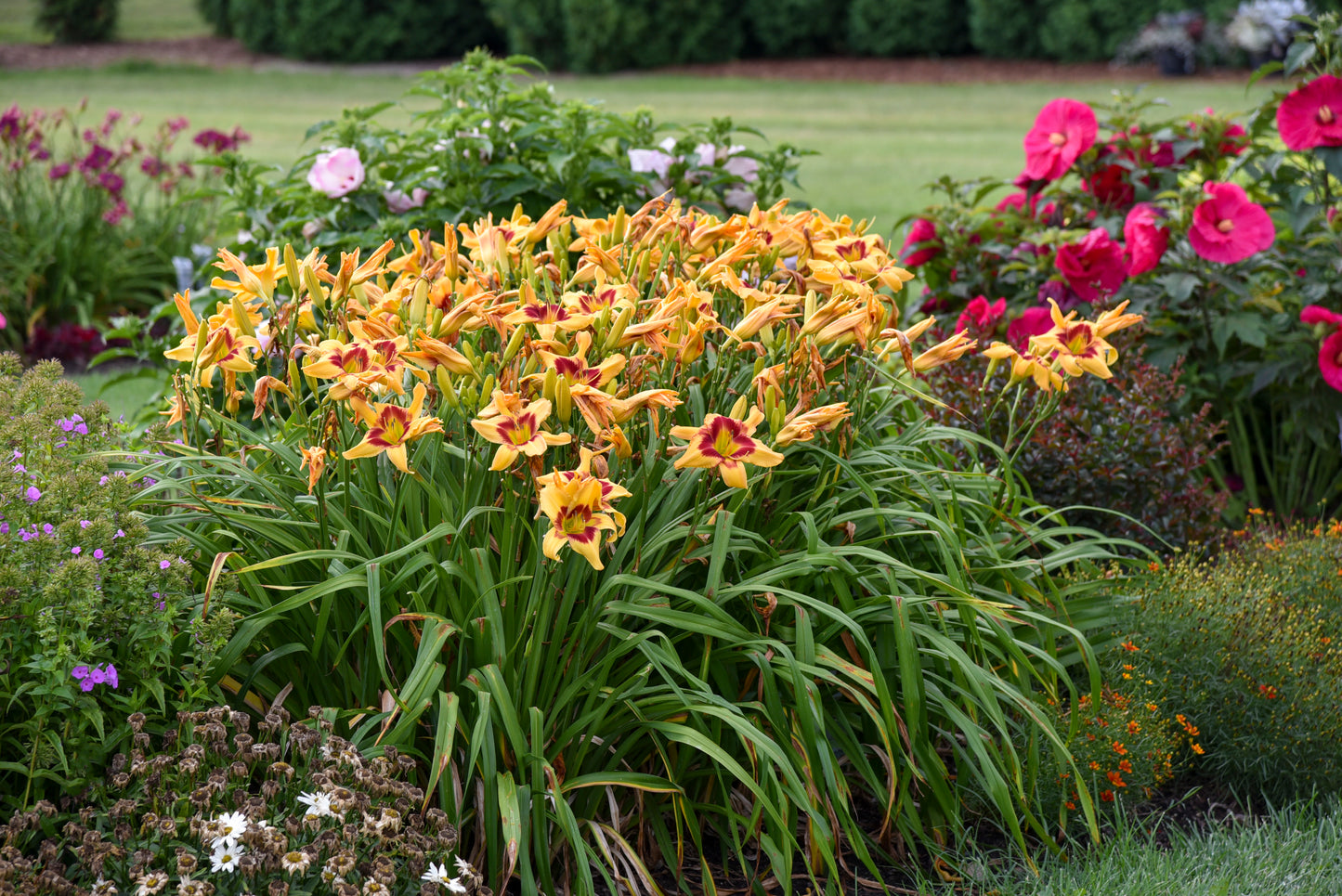 Hemerocallis 'Rainbow Rhythm Tiger Swirl'