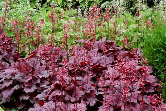 Coral Bells 'Grape Soda' (Heuchera)