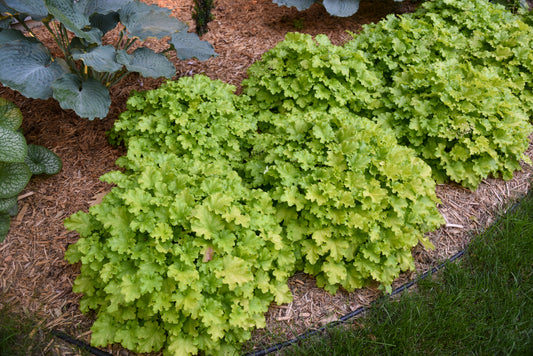 Heuchera 'Dolce Apple Twist'