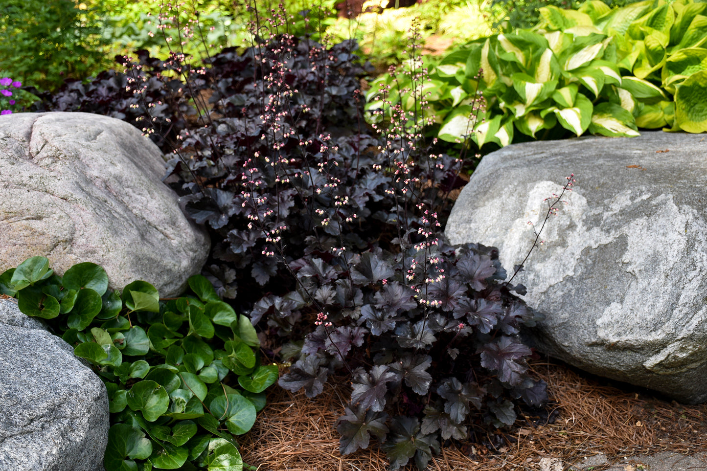 Heuchera 'Primo Black Pearl'