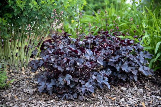 Heuchera 'Primo Black Pearl'