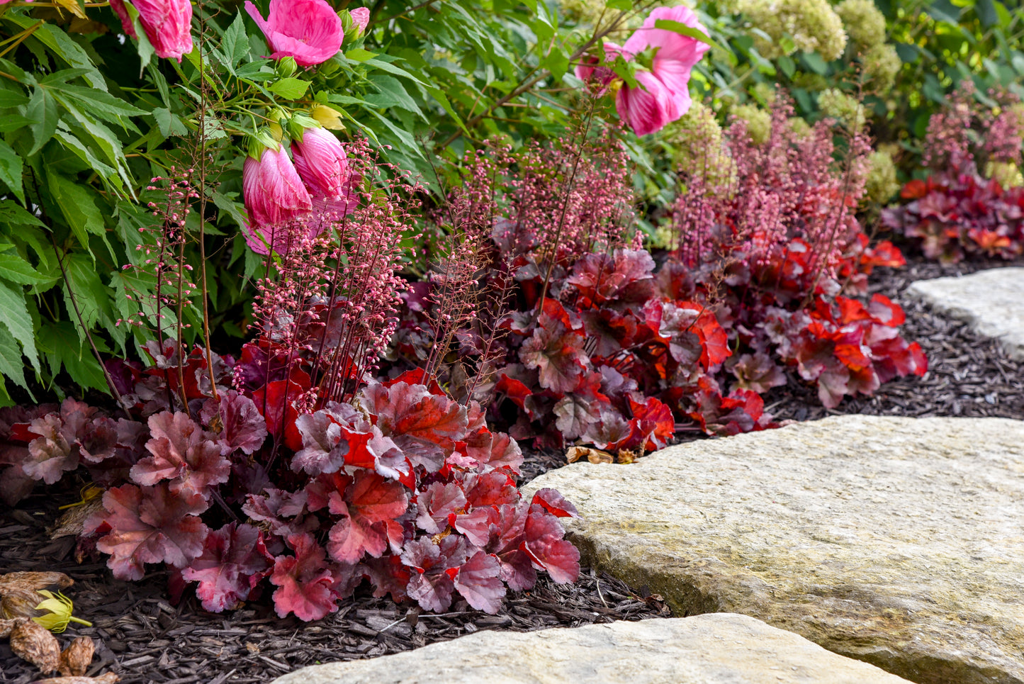 Coral Bells 'Mahogany Monster' (Heuchera)