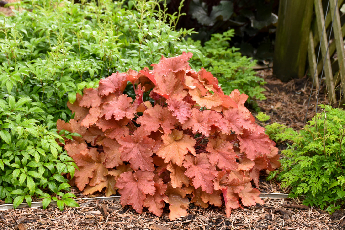 Coral Bells 'Primo Peachberry Ice' (Heuchera)