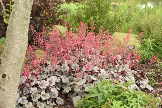 Heuchera 'Dolce Silver Gumdrop'