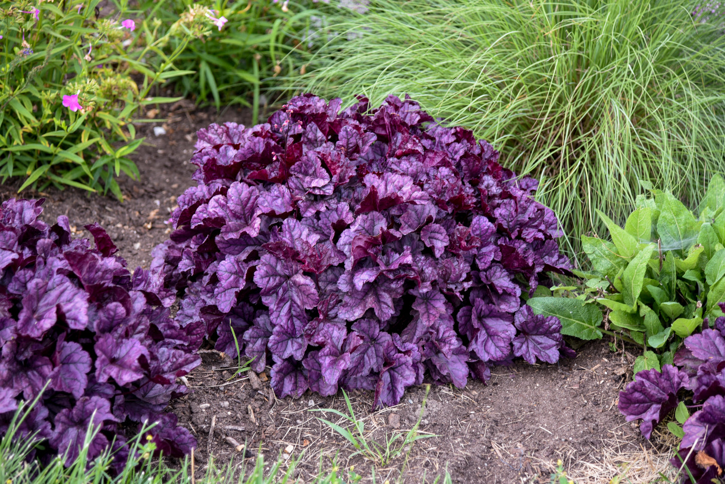 Heuchera 'Wildberry'