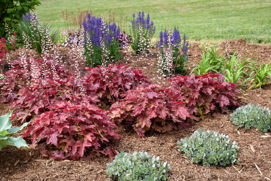 Foamy Bells 'Fun & Games Red Rover' (Heucherella)
