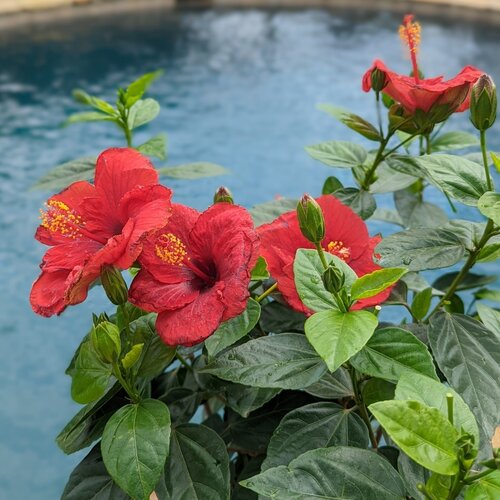 Hibiscus, Hawaiian / China Rose Hollywood 'Hot Shot' (Hibiscus)