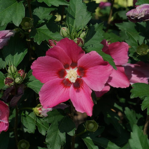 Hibiscus syriacus 'Paraplu Rouge'