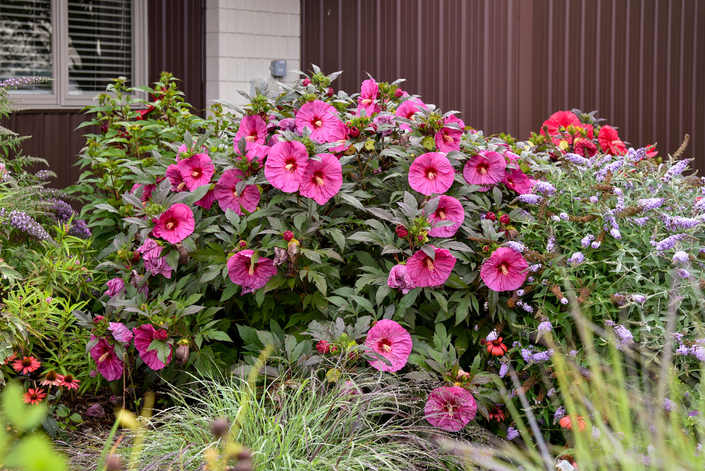 Hibiscus 'Summerific Berry Awesome'