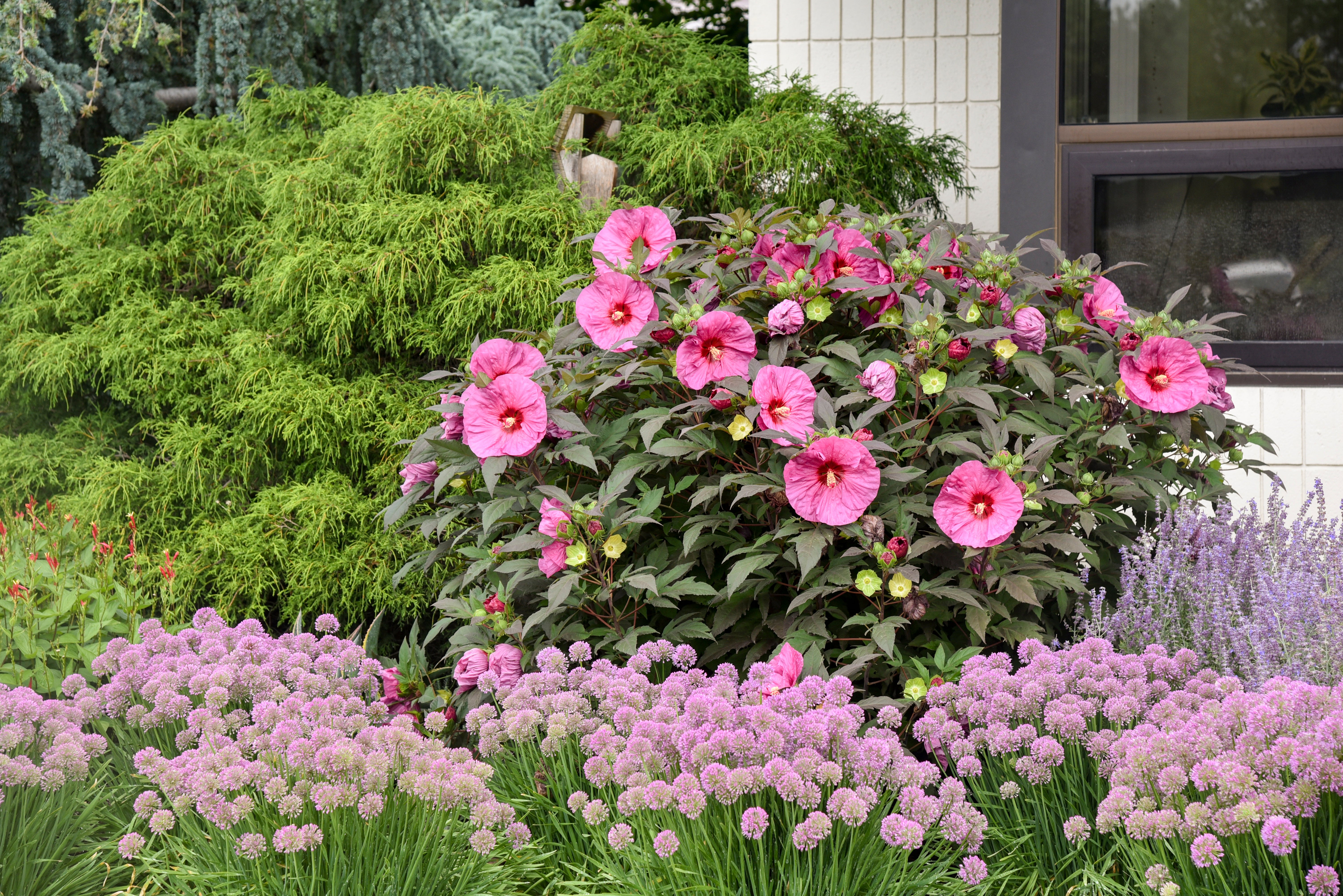 Rose Mallow, Hardy 'Summerific Berry Awesome' (Hibiscus