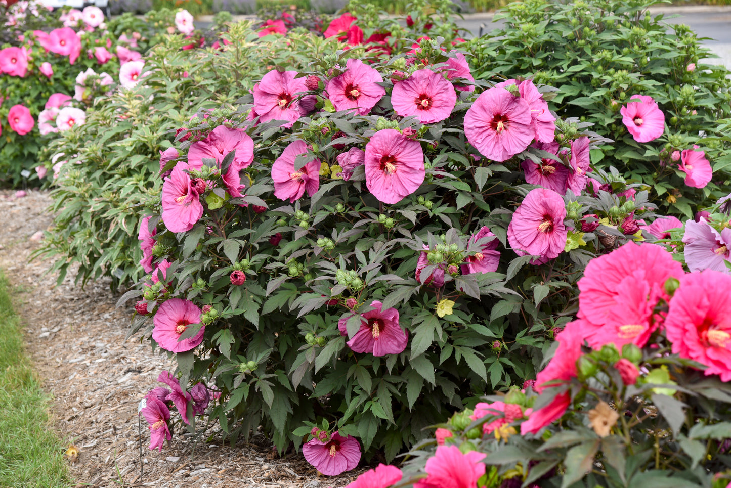 Hibiscus 'Summerific Berry Awesome'