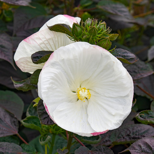 Rose Mallow, Hardy 'Summerific Cookies & Cream' (Hibiscus)