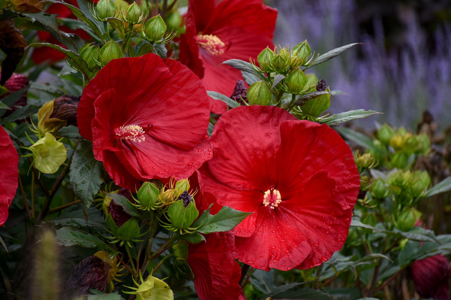 Rose Mallow, Hardy 'Summerific Cranberry Crush' (Hibiscus)