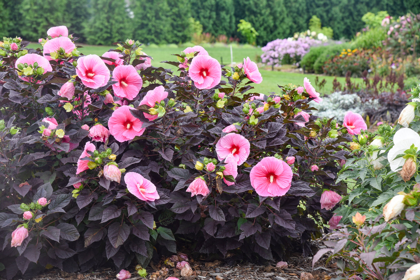Rose Mallow, Hardy 'Summerific Edge of Night' (Hibiscus)