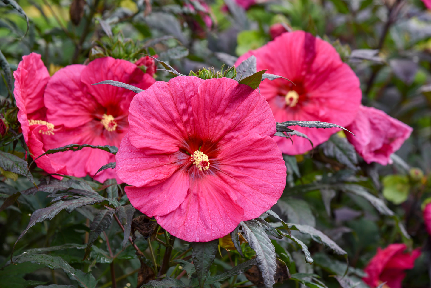 Hibiscus 'Summerific Evening Rose'