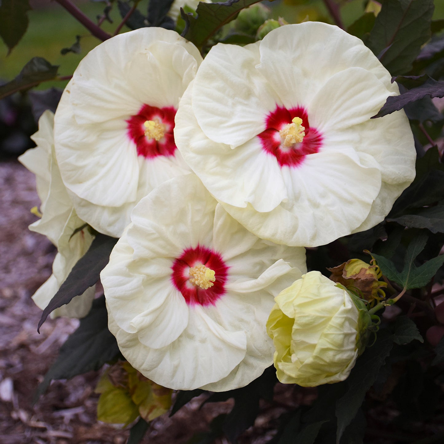 Rose Mallow, Hardy 'Summerific French Vanilla' (Hibiscus)