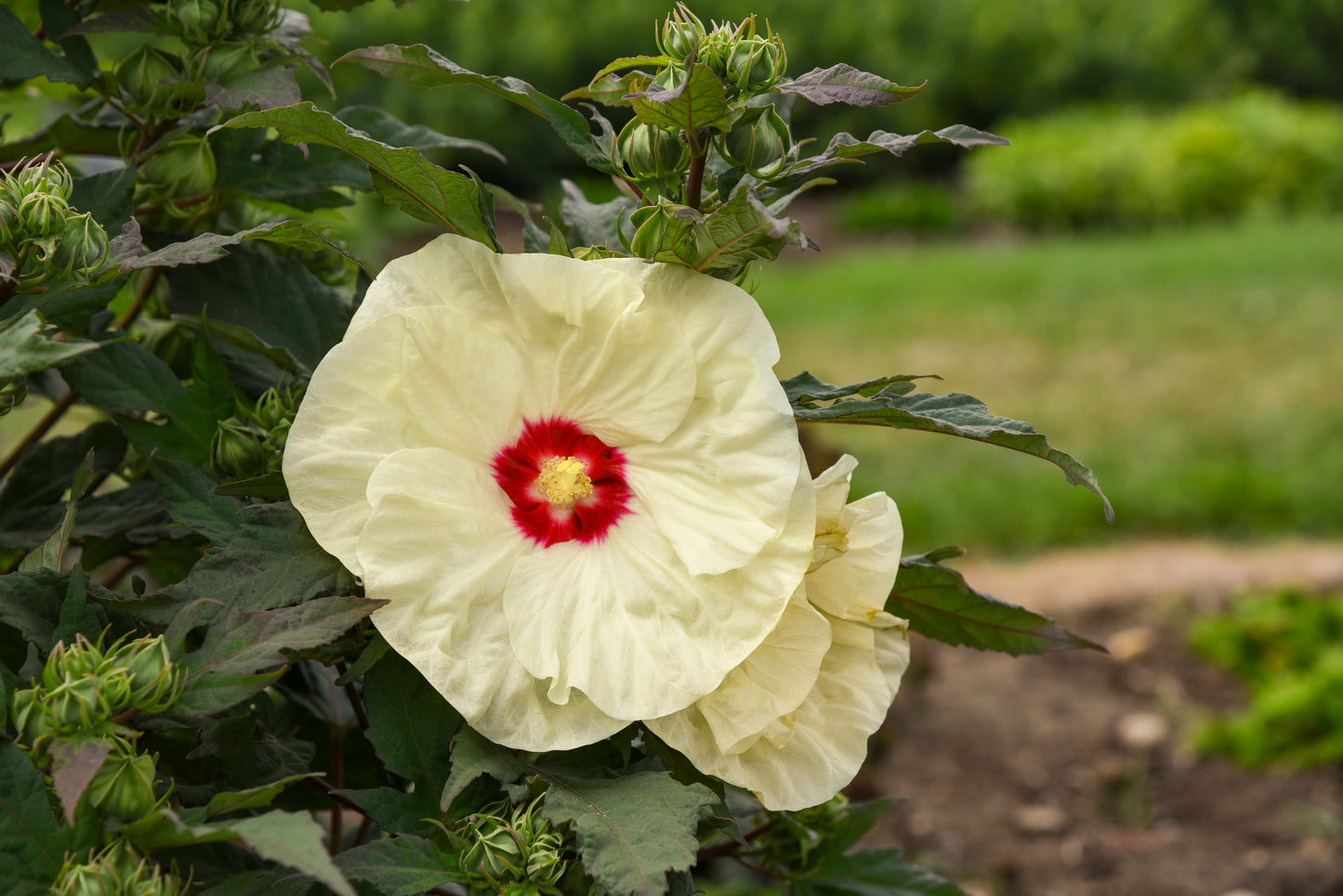 Rose Mallow, Hardy 'Summerific French Vanilla' (Hibiscus)