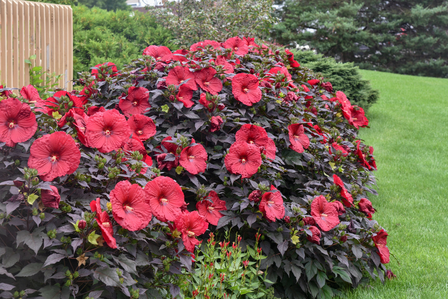 Hibiscus 'Summerific Holy Grail'